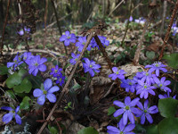 Любоваться, но не уничтожать