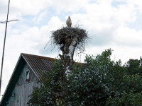 Не трогайте гнёзда