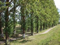 Дорога — одна, обочины — разные