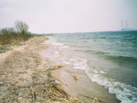 О чём говорят сине-зелёные водоросли?