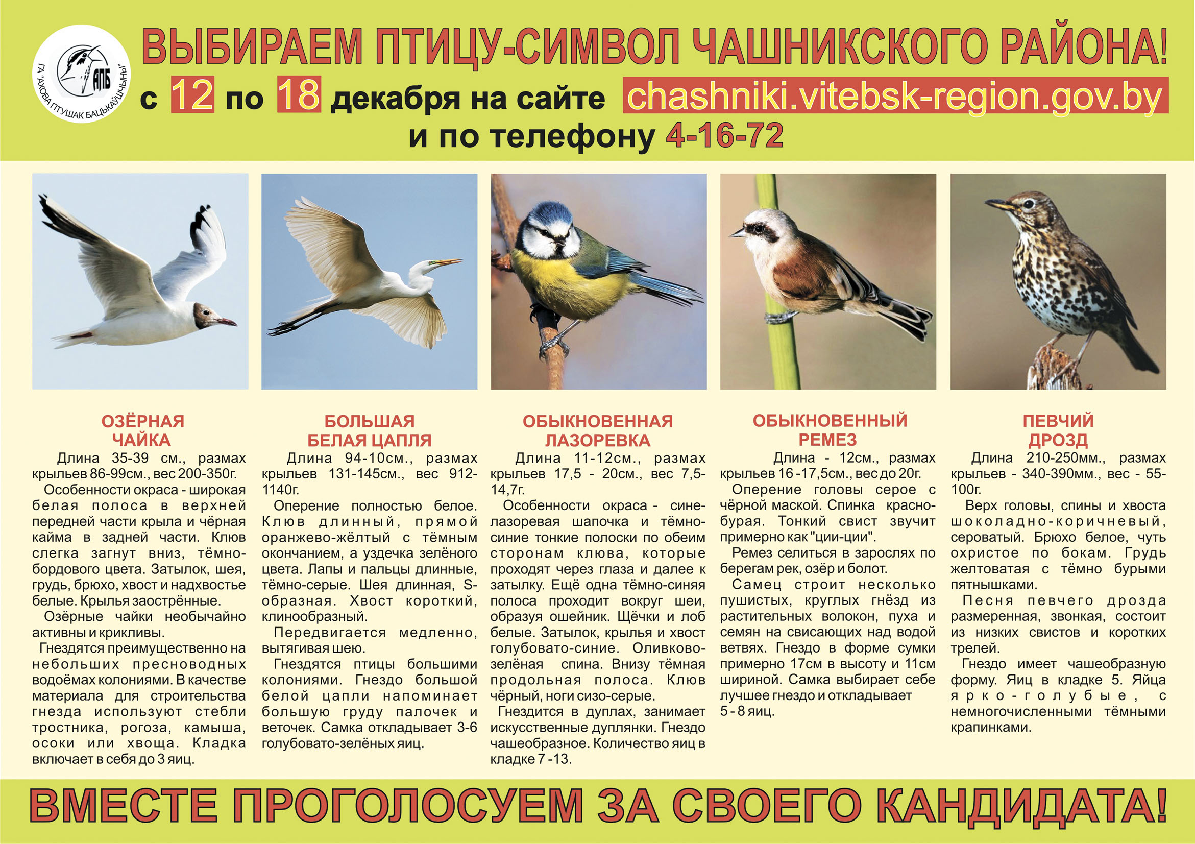 Выбираем птицу-символ Чашникского района!