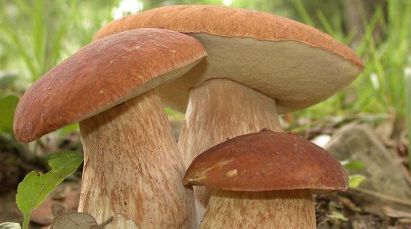 Грибы собираем, о правилах не забываем