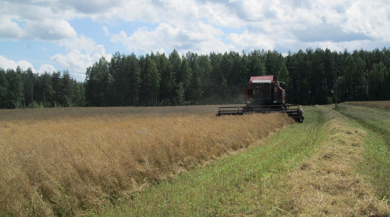 4 млн тонн зерна намолотили в Беларуси