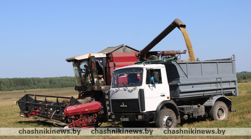 В Беларуси на 25 сентября намолочено зерна с учетом рапса 7633,5 тыс.т