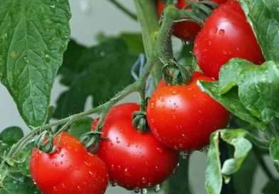 Специалист рассказывает, как выбрать ранние томаты