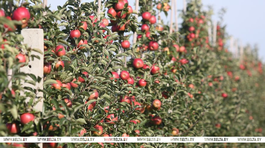 Почему Лукашенко требует закладывать яблоневые сады