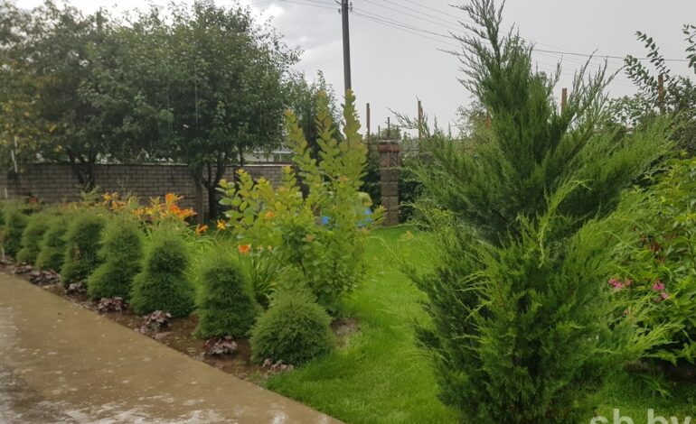 Как ухаживать за хвойными растениями на  своем участке