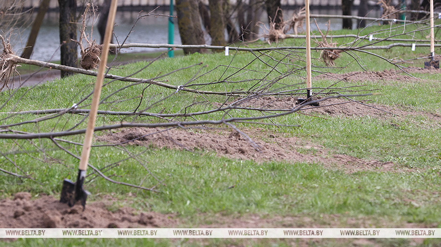 Благодаря работникам Чашникского лесничества в районе уже появился новый лес площадью 2,8 га