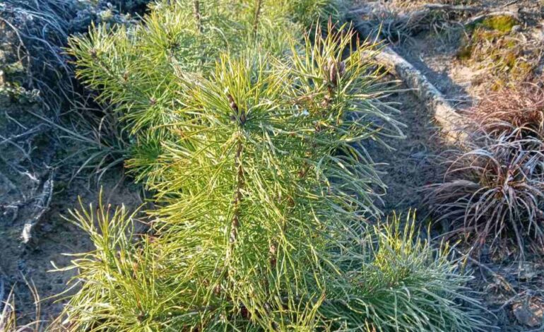 Акция “Дай лесу новае жыццё!” стартовала