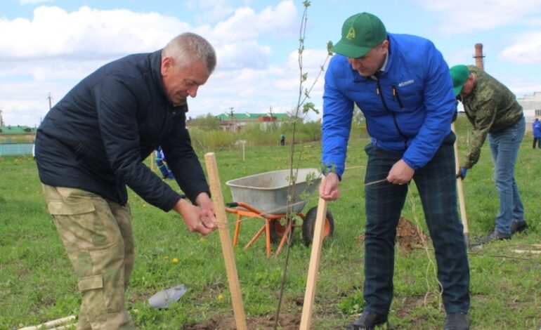 В Чашниках в сквере высадили сотню деревьев пород клен, липа и рябина