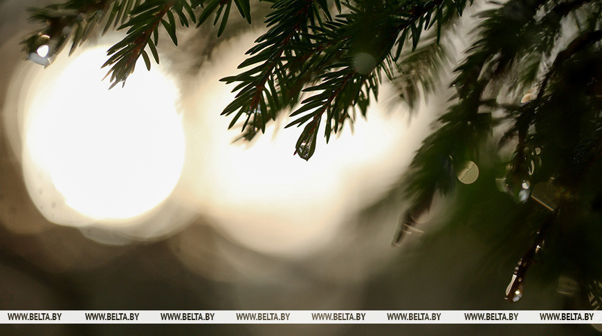 Акция “Лес! Дабро! Парадак!” стартует в Беларуси