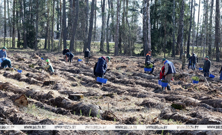 Около 50 тыс. человек уже приняли участие в акции “Дай лесу новае жыццё!”