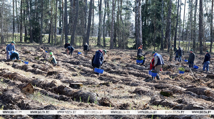 Около 50 тыс. человек уже приняли участие в акции “Дай лесу новае жыццё!”