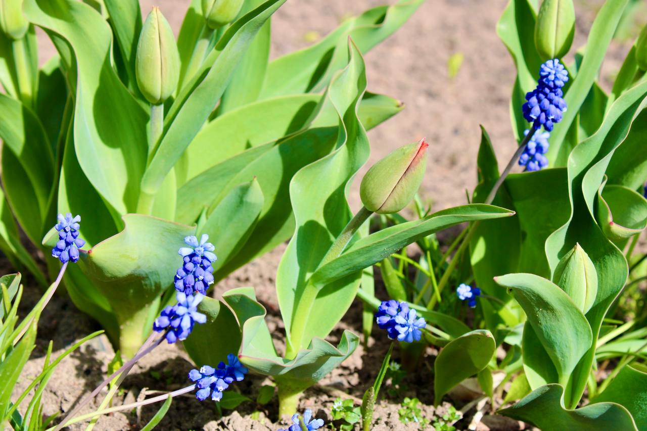 Семейная традиция: как Чирвинские принимают участие в благоустройстве малую родину