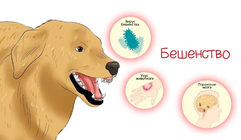 Как защитить себя и окружающих от бешенства