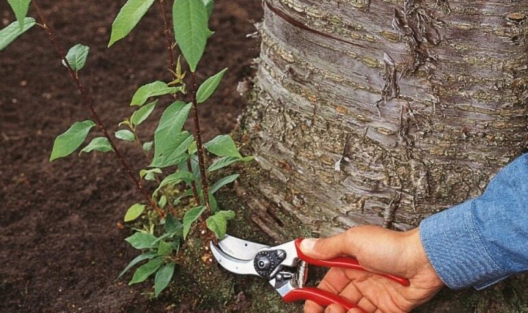 Поросль на косточковых деревьях