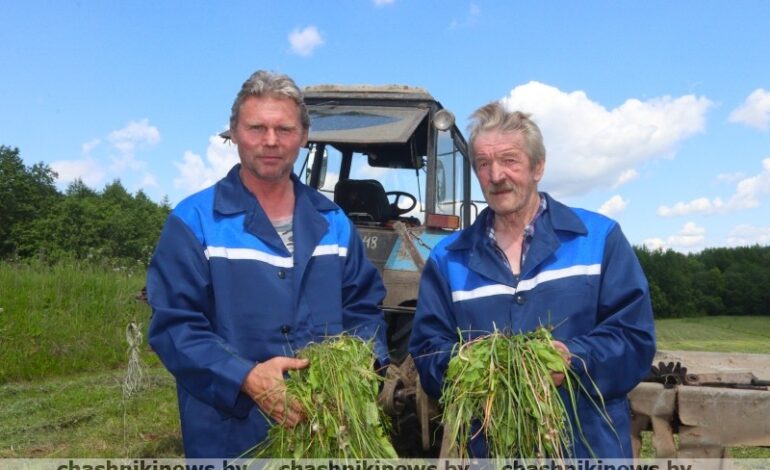 Корреспондент газеты побывал на одном из полей ОАО «Проземле-Агро» и посмотрел, как идет косовица