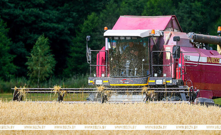 Белорусские аграрии намолотили 9 млн тонн зерна 