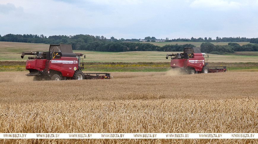Миллионный рубеж по намолоту зерна и рапса преодолели аграрии Витебской области