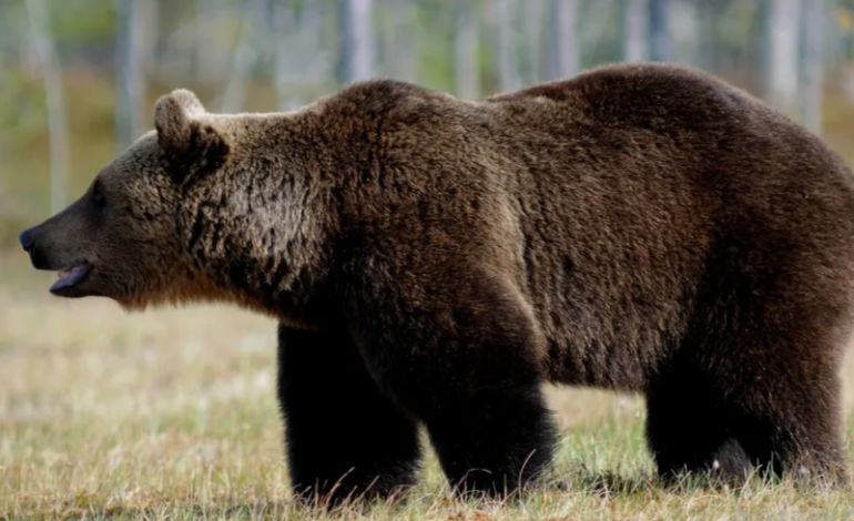 Встречи с медведем в Чашникском районе становятся чаще. Как уберечь себя — в материале