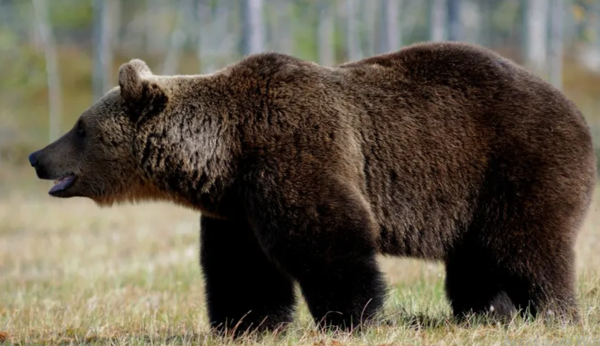 Встречи с медведем в Чашникском районе становятся чаще. Как уберечь себя — в материале