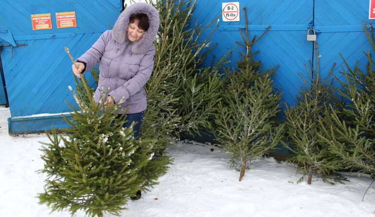 Где и по какой цене найти новогоднюю красавицу в Чашниках и Новолукомле?