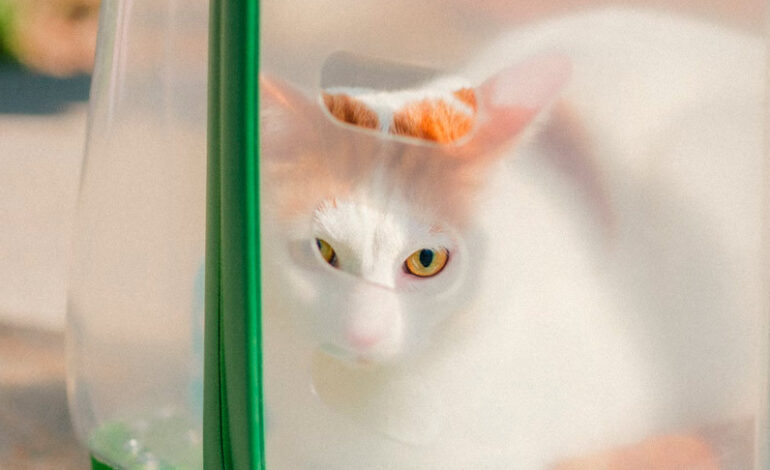 Бесплатная вакцинация кошек и собак проходит в Чашникском районе. Читайте, где именно