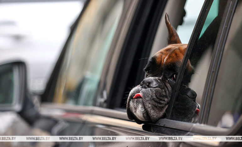 Владельцам собак в Беларуси нужно платить налог. Для кого существуют льготы? 