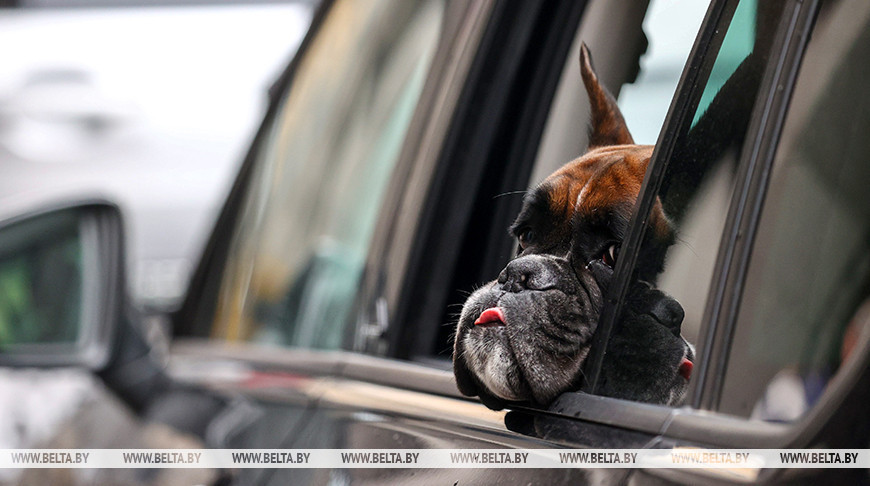 Владельцам собак в Беларуси нужно платить налог. Для кого существуют льготы? 