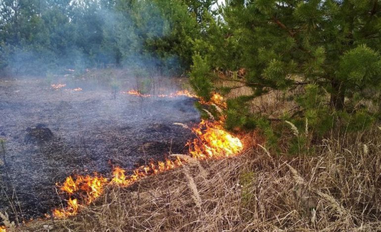 Выжигание сухой растительности в Беларуси запрещены