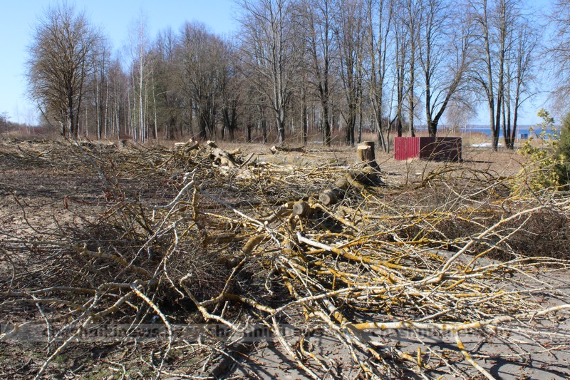 В Новолукомле резонанс вызвала тема удаления тополей