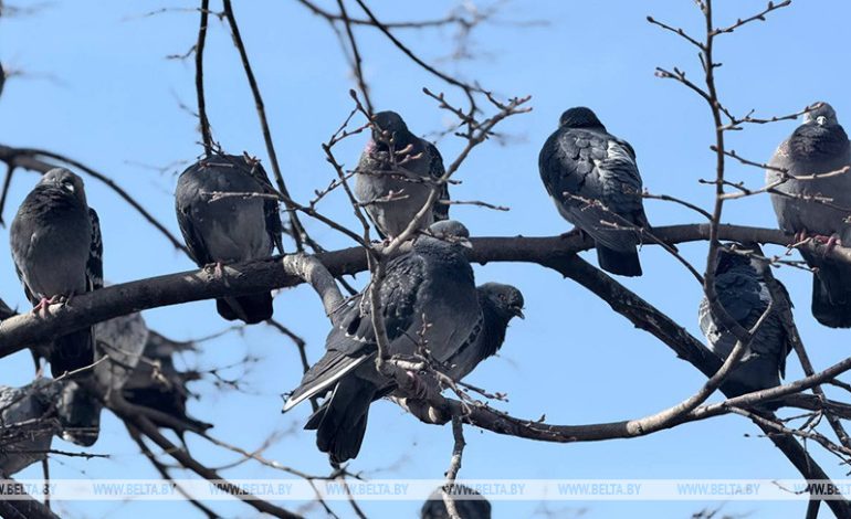 Снег возвращается? Синоптики предупредили о непогоде в понедельник