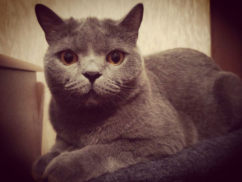 Почему домашней кошке тоже грозит бешенство?